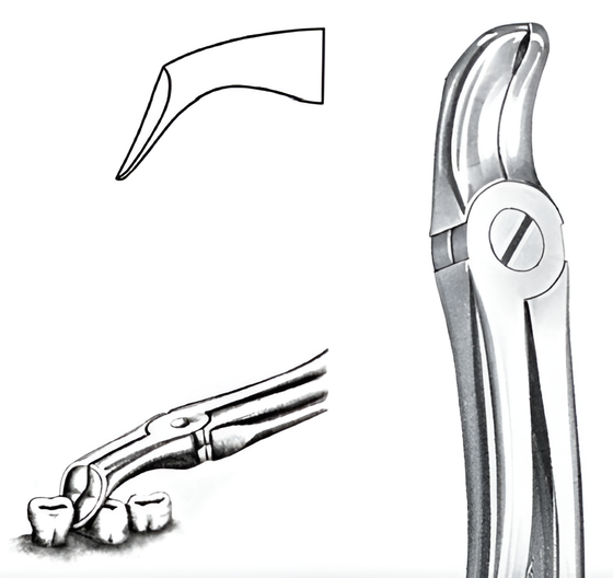 Euler lower wisdom tooth extraction forceps