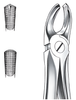 Extraction forceps for upper left molars